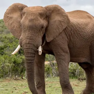 Explore Cape Town and the Garden Route for 9 days with Expat Explore Travel and discover unforgettable experiences - Photo 10