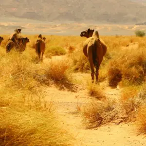 Explore Private 4-Days-Tour from Fes to the Sahara until Marrakech (Private Tour) for 4 days with Explore Morocco Travel and discover unforgettable experiences - Photo 6