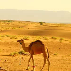 Explore Private 11-Days-Tour from Casablanca to the Sahara until Marrakech or Casablanca for 11 days with Explore Morocco Travel and discover unforgettable experiences - Photo 7