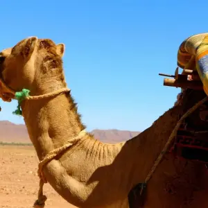 Explore Berber Trekking in the Southern Desert 12 Days for 12 days with Explore Morocco Travel and discover unforgettable experiences - Photo 9