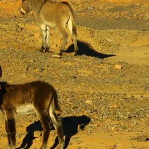 Explore 3-Days-Tour from Marrakech to Fes with Merzouga Desert  Dunes (Luxury camp / Private Tour) for 3 days with Explore Morocco Travel and discover unforgettable experiences - Photo 9