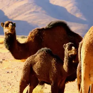 Explore Southern Morocco 4x4: Explore Erg Chegaga Desert from Marrakech in 5 Days (Private Tour) for 5 days with Explore Morocco Travel and discover unforgettable experiences - Photo 10