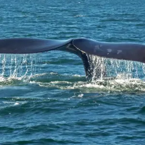 Explore Cape Town - Winelands - Garden Route - Addo National Park:  6 Day Tour for 6 days with Explore South Africa and discover unforgettable experiences - Photo 3