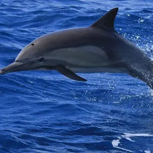 Explore Addo Elephants - Garden Route -   Winelands   (6 Days) for 6 days with Explore South Africa and discover unforgettable experiences - Photo 5