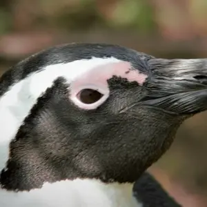 Explore Cape Scenic Safari - 5 Days for 5 days with Explore South Africa and discover unforgettable experiences - Photo 4