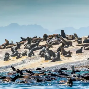 Explore Cape Scenic Safari - 5 Days for 5 days with Explore South Africa and discover unforgettable experiences - Photo 5