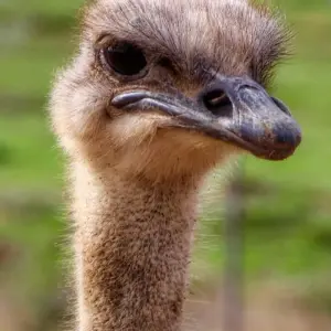 Explore Garden Route Wildlife Safari - 4 Days for 4 days with Explore South Africa and discover unforgettable experiences - Photo 6