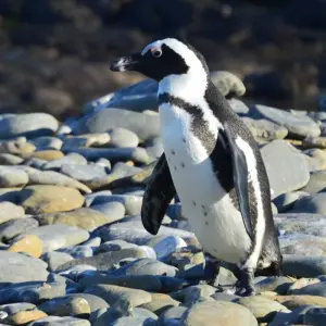 Explore Cape Town & Beyond - 6 Days for 6 days with Explore South Africa and discover unforgettable experiences - Photo 6