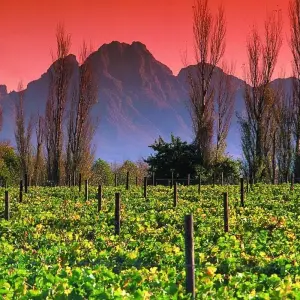 Explore Addo Elephants - Garden Route -   Winelands   (6 Days) for 6 days with Explore South Africa and discover unforgettable experiences - Photo 7