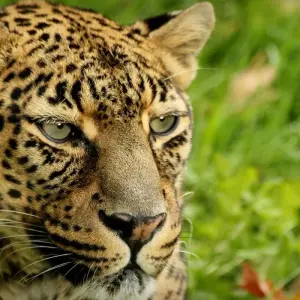 Explore Garden Route Wildlife Safari - 4 Days for 4 days with Explore South Africa and discover unforgettable experiences - Photo 7