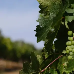 Explore Cape Town & Beyond - 6 Days for 6 days with Explore South Africa and discover unforgettable experiences - Photo 8