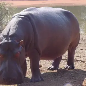 Explore Garden Route Wildlife Safari - 4 Days for 4 days with Explore South Africa and discover unforgettable experiences - Photo 8