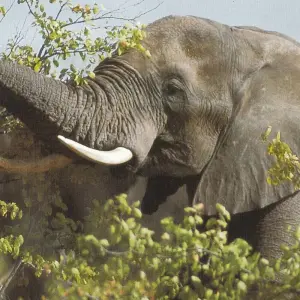 Explore Addo Elephants - Garden Route -   Winelands   (6 Days) for 6 days with Explore South Africa and discover unforgettable experiences - Photo 8