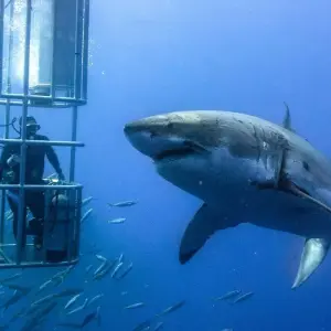 Explore Cape Town - Garden Route Adventure Tour - 5 Days for 5 days with Explore South Africa and discover unforgettable experiences - Photo 10