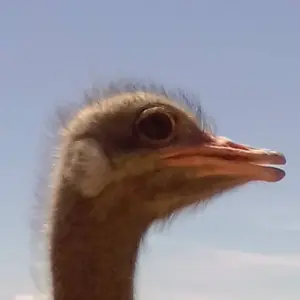 Explore Cape Town - Winelands - Garden Route - Addo National Park:  6 Day Tour for 6 days with Explore South Africa and discover unforgettable experiences - Photo 8