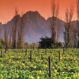 Explore Cape Scenic Safari - 5 Days for 5 days with Explore South Africa and discover unforgettable experiences - Photo 8