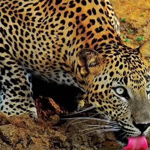 Explore Sri Lanka - Glamour Sri Lanka - 10 Days 09 Nights Tour for 10 days with Explore Vacations PVT Ltd and discover unforgettable experiences - Photo 3