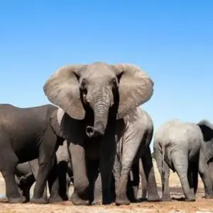 Explore Addo Elephants - Garden Route -   Winelands   (6 Days) for 6 days with Explore South Africa and discover unforgettable experiences - Photo 10