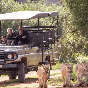 Explore Garden Route Wildlife Safari - 4 Days for 4 days with Explore South Africa and discover unforgettable experiences - Photo 11