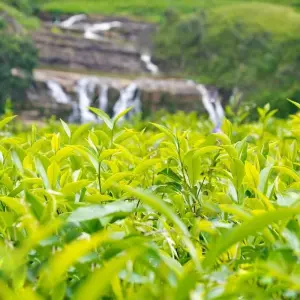 Explore Sri Lanka - Glamour Sri Lanka - 10 Days 09 Nights Tour for 10 days with Explore Vacations PVT Ltd and discover unforgettable experiences - Photo 5