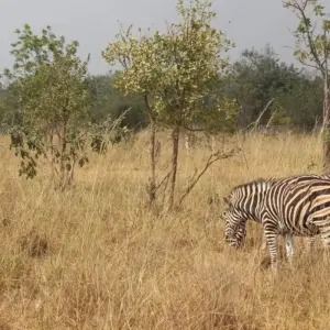 Explore Volta to Nzulezu Tour in Ghana for 9 days with Eyali Tours and discover unforgettable experiences - Photo 2