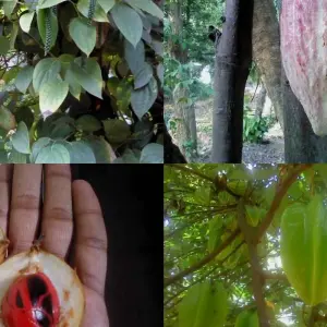 Explore Memorable days in Sri Lanka- 08 Days/ 07 Nights for 8 days with Explore Vacations PVT Ltd and discover unforgettable experiences - Photo 3