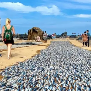 Explore PEARL OF INDIAN OCEAN - 11 Nights 12 Days for 12 days with Explore Vacations PVT Ltd and discover unforgettable experiences - Photo 8