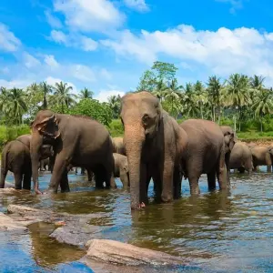 Explore Memorable days in Sri Lanka- 08 Days/ 07 Nights for 8 days with Explore Vacations PVT Ltd and discover unforgettable experiences - Photo 7