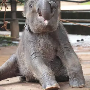 Explore Memorable days in Sri Lanka- 08 Days/ 07 Nights for 8 days with Explore Vacations PVT Ltd and discover unforgettable experiences - Photo 8