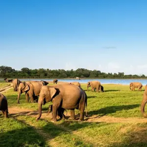 Explore Memorable days in Sri Lanka- 08 Days/ 07 Nights for 8 days with Explore Vacations PVT Ltd and discover unforgettable experiences - Photo 9