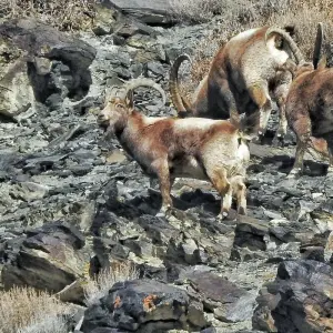Explore Himalayan Ibex Trophy Hunting Hunza- Northern Pakistan for 9 days with Exploria and discover unforgettable experiences - Photo 2