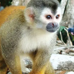 Explore Family Costa Rica Rainforest and Wildlife Adventure for 14 days with Explore! and discover unforgettable experiences - Photo 7