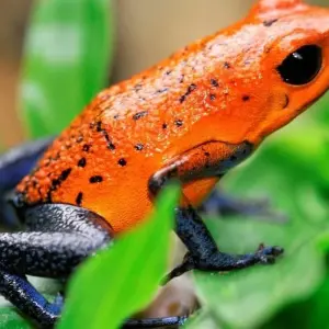 Explore Family Costa Rica Rainforest and Wildlife Adventure for 14 days with Explore! and discover unforgettable experiences - Photo 9