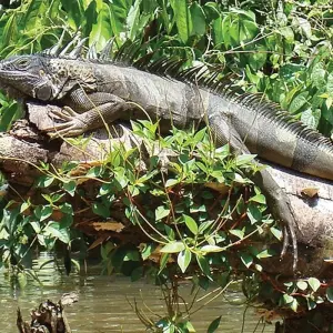 Explore Family Costa Rica Rainforest and Wildlife Adventure for 14 days with Explore! and discover unforgettable experiences - Photo 10