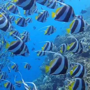 Explore Maldive Dhoni Cruise for 8 days with Explore! and discover unforgettable experiences - Photo 9