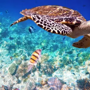 Explore Maldive Dhoni Cruise for 8 days with Explore! and discover unforgettable experiences - Photo 11