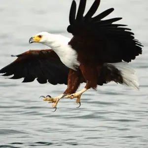 Explore Kruger, Eswatini and South Africa's Garden Route for 21 days with Explore! and discover unforgettable experiences - Photo 6