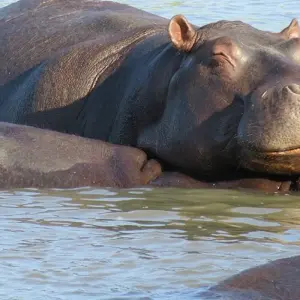 Explore Kruger, Eswatini and South Africa's Garden Route for 21 days with Explore! and discover unforgettable experiences - Photo 7