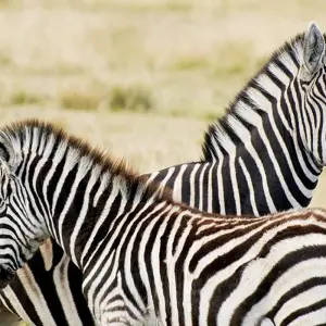 Explore Kruger, Eswatini and South Africa's Garden Route for 21 days with Explore! and discover unforgettable experiences - Photo 8