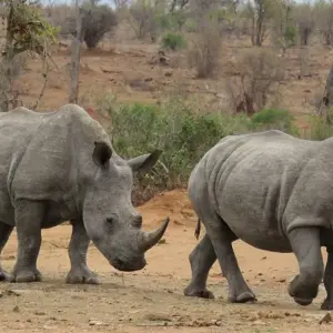 Explore Kruger, Eswatini and South Africa's Garden Route for 21 days with Explore! and discover unforgettable experiences - Photo 10