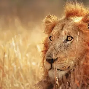 Explore Kruger, Eswatini and South Africa's Garden Route for 21 days with Explore! and discover unforgettable experiences - Photo 11