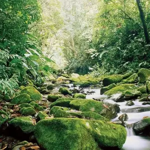 Explore Highlights of Costa Rica for 8 days with Explore! and discover unforgettable experiences - Photo 5