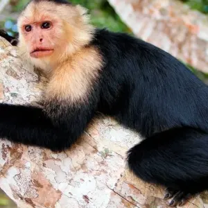 Explore Highlights of Costa Rica for 8 days with Explore! and discover unforgettable experiences - Photo 7