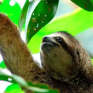 Explore Highlights of Costa Rica for 8 days with Explore! and discover unforgettable experiences - Photo 11