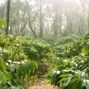 Explore Upgraded - South India: Kerala to Goa for 12 days with Explore! and discover unforgettable experiences - Photo 8