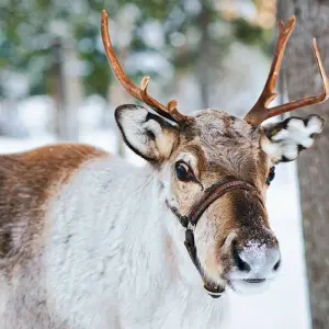 Explore Finnish Lapland Winter Adventure for 6 days with Explore! and discover unforgettable experiences - Photo 4