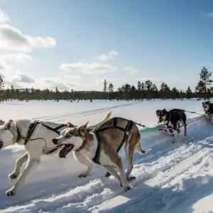 Explore Finnish Lapland Winter Adventure for 6 days with Explore! and discover unforgettable experiences - Photo 5