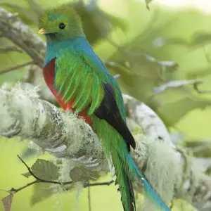 Explore Upgraded - Costa Rica Wildlife for 14 days with Explore! and discover unforgettable experiences - Photo 9
