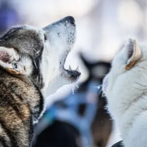 Explore Finnish Lapland Winter Adventure for 6 days with Explore! and discover unforgettable experiences - Photo 6