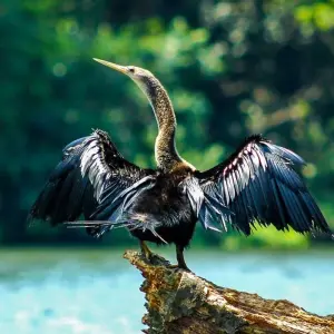 Explore Upgraded - Costa Rica Wildlife for 14 days with Explore! and discover unforgettable experiences - Photo 10